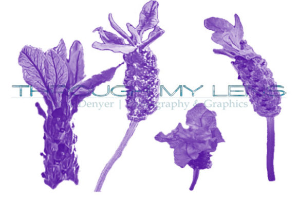Download Photoshop Spring Lavender Flower Brushes - Flower brushes Collection