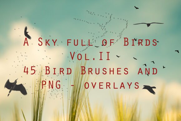 Download 45 Bird Brushes and Bird PNG Overlays - Premium Resources